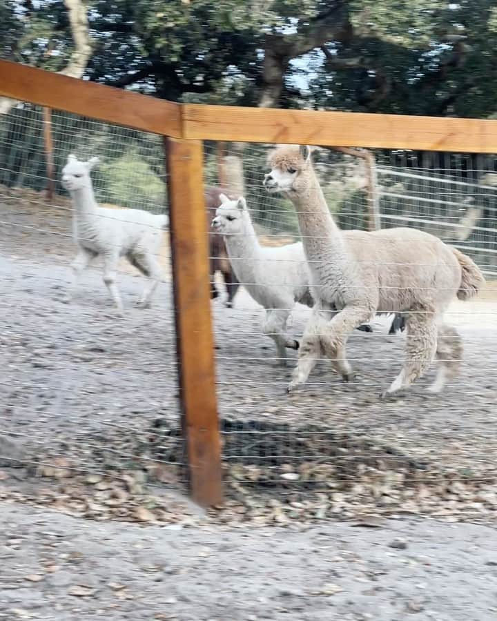 クリス・バーカードのインスタグラム：「Wait for it! If this doesn’t brighten up your day/ year ... I don’t know what will. This is what happens when you have an Alpaca play date !  Thanks for cruising through the farm on your road trip @paka」