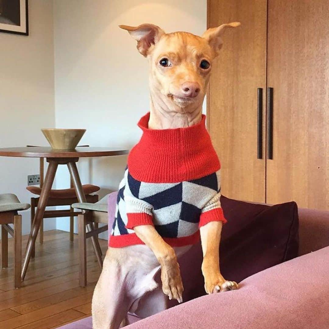 Tuna {breed:chiweenie} さんのインスタグラム写真 - (Tuna {breed:chiweenie} Instagram)「SanTUNA and his little helper, Colin, helped me curate our 4th annual Holiday Gift Guide for humans and pets to support our friends’ small businesses. This may be your last chance to order in time for Christmas so go to the link in the bio or at tunameltsmyheart.com/giftguide2020. Featuring @apolis @darling @thegivingkeys @kristinamicotti @bark @rubyrufus @wagaware @yark. More in stories! Ps: Tuna’s awaiting his new Ruby Rufus sweater, so the one posted is from a former collection and is no longer available.」12月12日 5時45分 - tunameltsmyheart