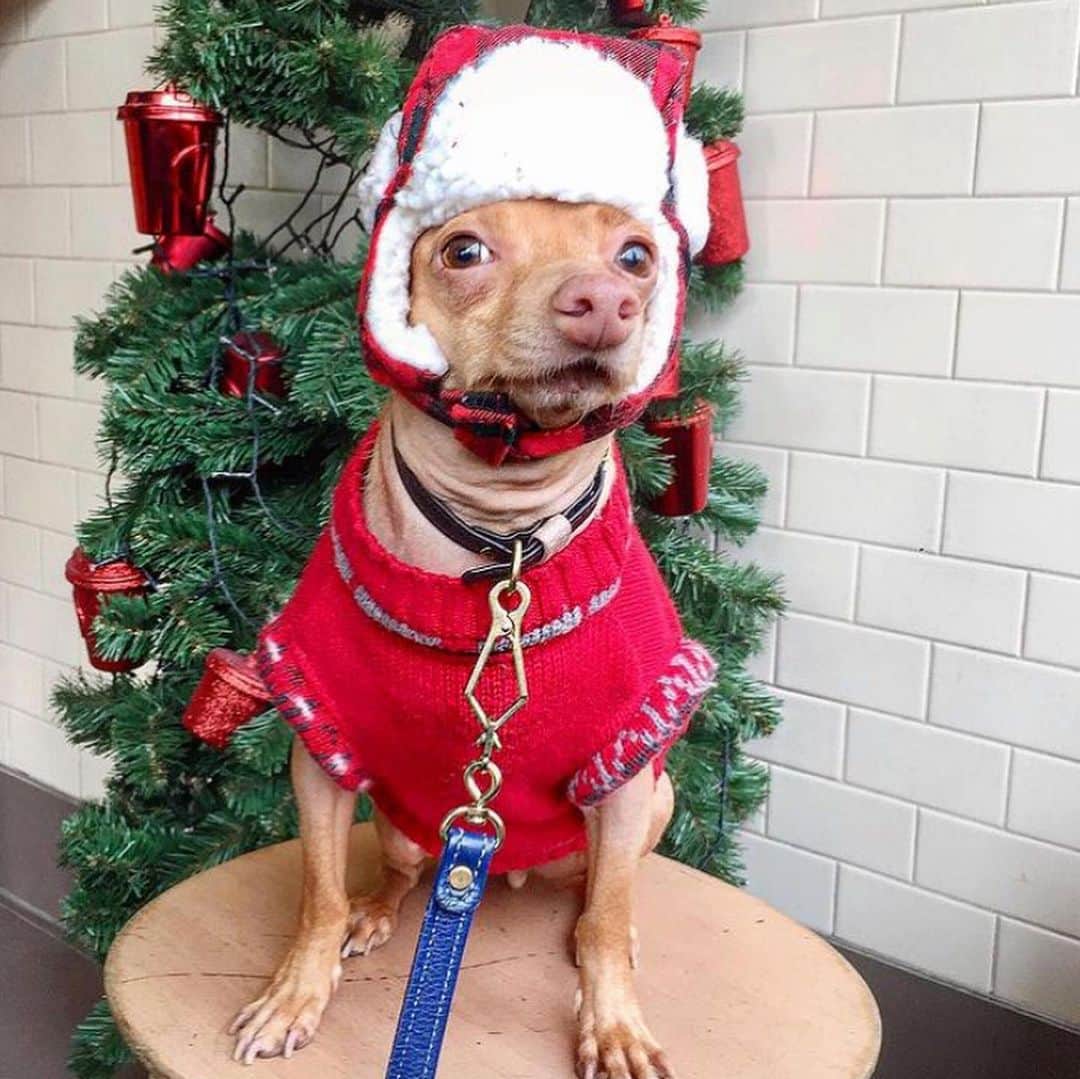 Tuna {breed:chiweenie} さんのインスタグラム写真 - (Tuna {breed:chiweenie} Instagram)「SanTUNA and his little helper, Colin, helped me curate our 4th annual Holiday Gift Guide for humans and pets to support our friends’ small businesses. This may be your last chance to order in time for Christmas so go to the link in the bio or at tunameltsmyheart.com/giftguide2020. Featuring @apolis @darling @thegivingkeys @kristinamicotti @bark @rubyrufus @wagaware @yark. More in stories! Ps: Tuna’s awaiting his new Ruby Rufus sweater, so the one posted is from a former collection and is no longer available.」12月12日 5時45分 - tunameltsmyheart