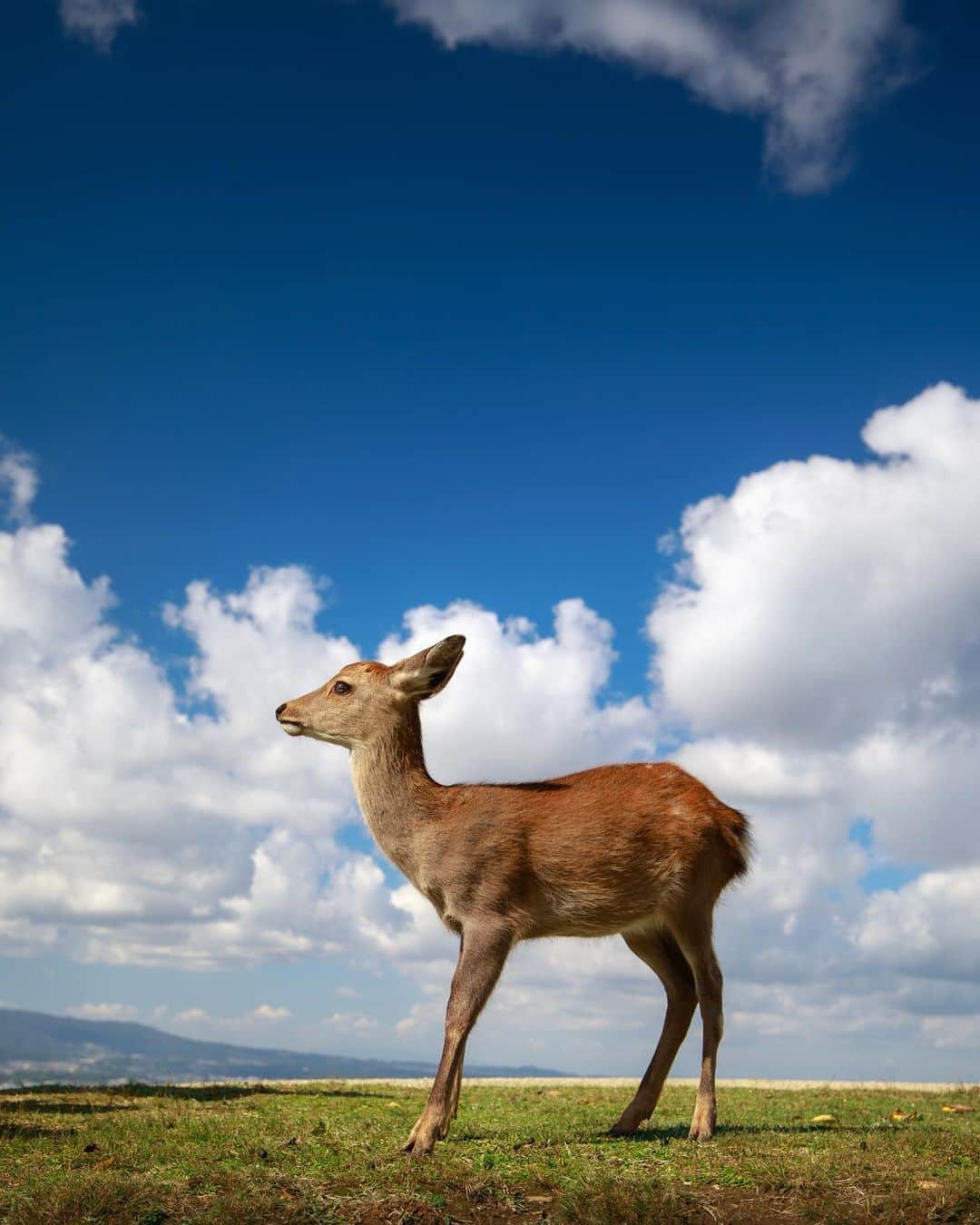 kyoko_zzzのインスタグラム：「Dear deer 🦌  #若草山  #deerphotography」