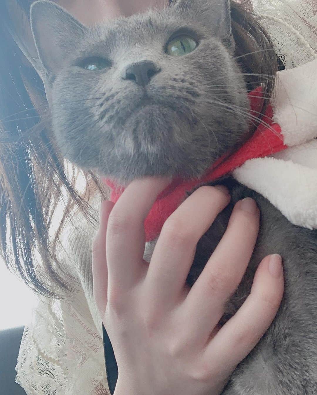 木村葉月さんのインスタグラム写真 - (木村葉月Instagram)「店内のBGMがクリスマスソングばかりで猫ちゃんもサンタさんの格好してるし、もうそんな時期なのか！と察した昨日の私🤶🏻🎄✨」12月11日 20時58分 - 82ki_82ki