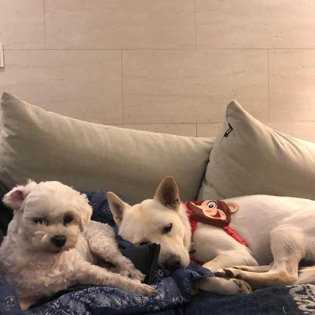 ジェアのインスタグラム：「몽실이 털 눌린거 킬포 😭🙊 #반몽숙」