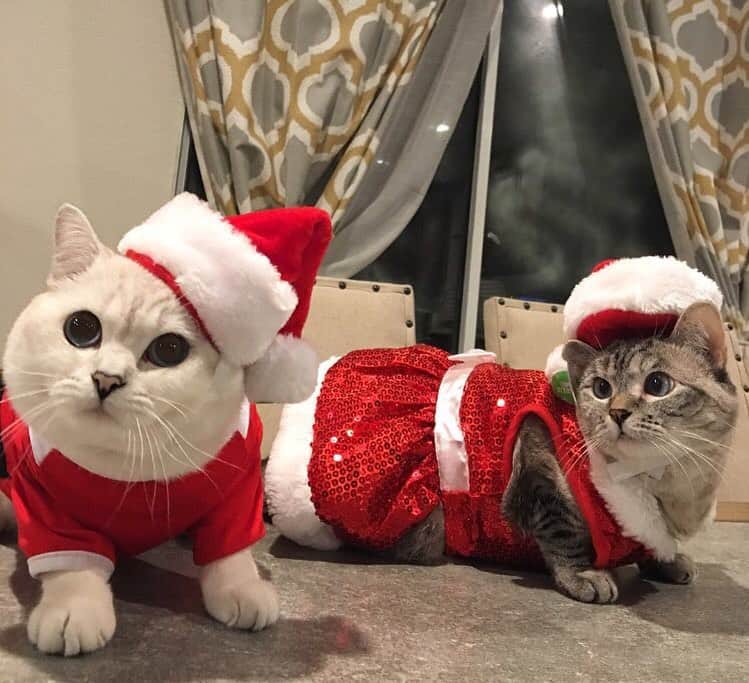 ミスター・ホワイトさんのインスタグラム写真 - (ミスター・ホワイトInstagram)「Santa is coming to town 😍 @nala_cat」12月11日 21時18分 - white_coffee_cat