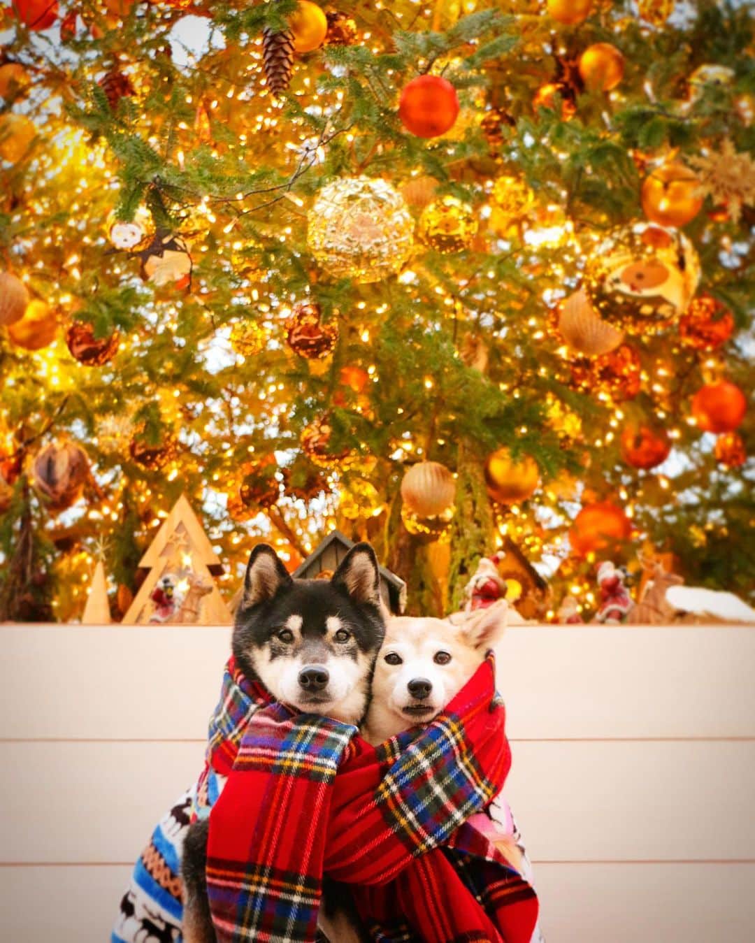 柴犬 けんしろう ゆりあのインスタグラム：「🐶🧣🐶  けんゆりプレゼント企画 応募〆切は、12/13(日)でよろしくね🎄 . . 今日はけんちゃんの鍼灸治療へ🏥 ストーリーズでお聞きになりました？ この14年無口な男を貫いてきたけんちゃん ついに絶叫系男子へ転身しました🤣  けんちゃん、実はとてもおしゃべりで 色んな声色を持っていたことが判明しましたよ(笑)  そして、病院の帰りに 和都ちゃんポンタくん楓ちゃんと 2006年2007年生まれの幼なじみチームに 次々遭遇できてとってもうれしかったです🥰  大満足で帰宅しましたら 置いてけぼりだったゆりあが カーペットを大洪水にしてました。  浮気してたのバレてたみたい🤣🤣 . . Location:Yokohama (けんゆりおもひで冬photo⛄️より)」