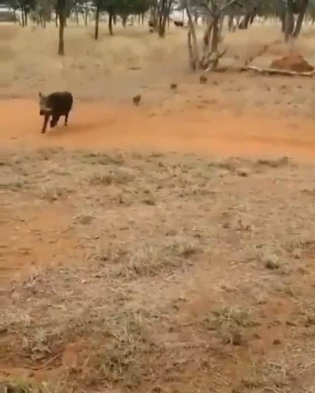 のインスタグラム：「WAIT FOR IT :) @kylelewin_wildlife_photography」