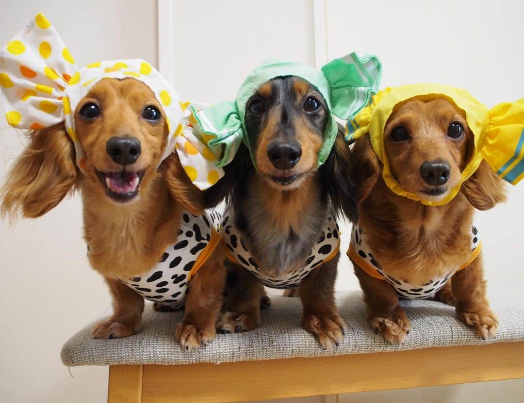 羊毛フェルト ダックスのシルバーダップルの親子ちゃん 犬 Www Vetrepro Fr