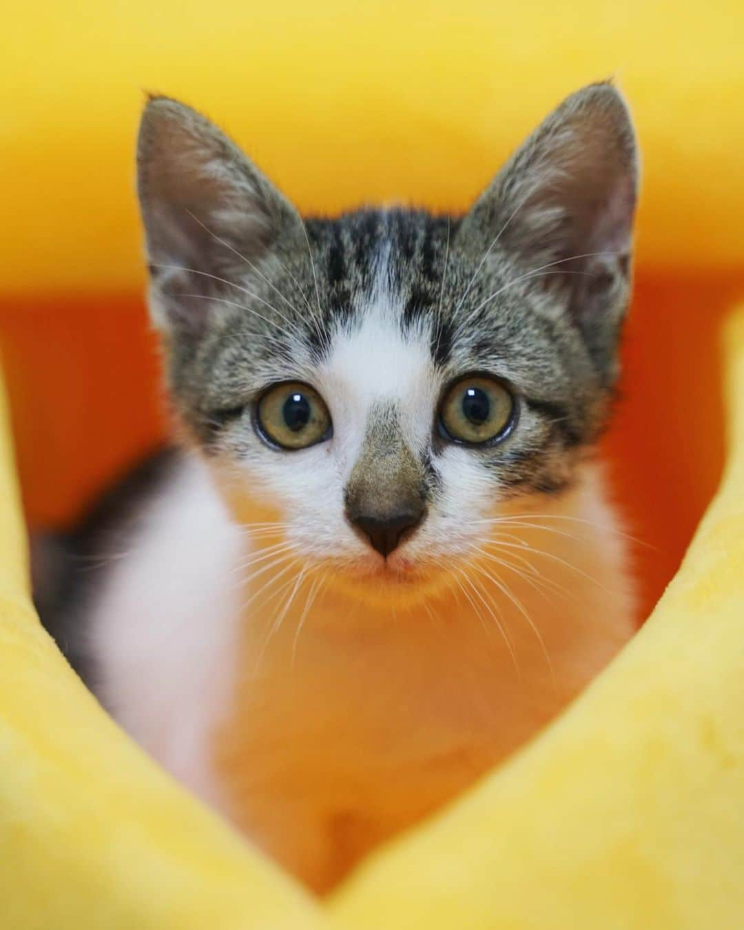 tamatamagoさんのインスタグラム写真 - (tamatamagoInstagram)「Koala in a banana🍌 bed😊 　 🐨おばちゃん(🙅🏻‍♀️お姉さんとお呼び‼️💢🤣)が僕に買ってくれたにゃよ。ありがとにゃー💕 　 いつまで経ってもハニハナは一向に入る気配がないので、コアちゃんにプレゼント🎁しました😊 早速入ってくれて良かったわ😆 　 　 2020/12/11 　  #保護猫　#タイ猫　#キジシロ #キジ白　#キジトラ白  #子猫　#ペコねこ部 #rescuecat #catsofinstagram #cats_of_instagram #catthailand #แมว #แมวไทย #kitten #kittensofinstagram #ลูกแมว #kittenlovers #猫好きさんと繋がりたい　#猫　#ねこ　#instagood  #catloversclub #meowbox #tabbycat」12月11日 22時18分 - tamatamago