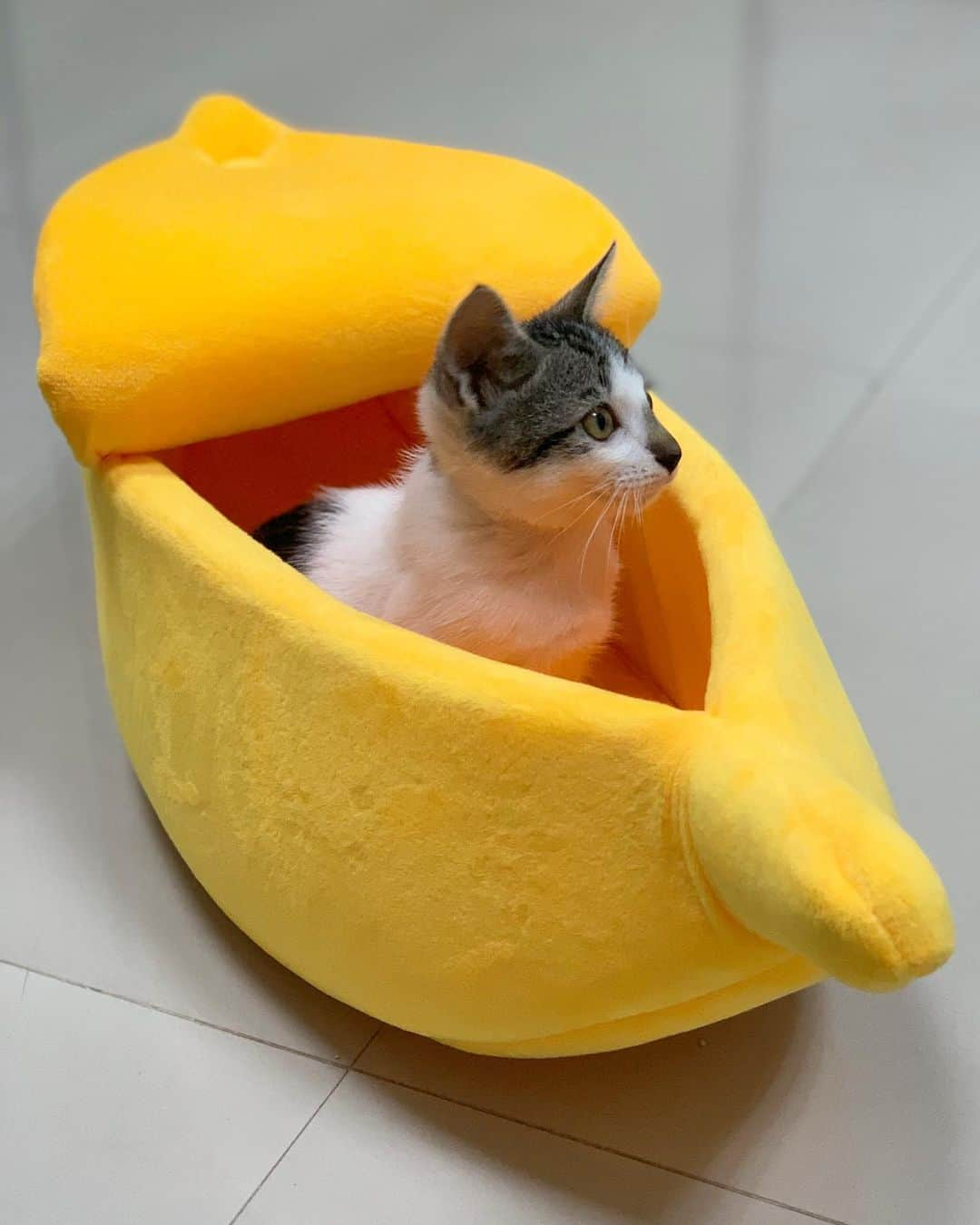 tamatamagoさんのインスタグラム写真 - (tamatamagoInstagram)「Koala in a banana🍌 bed😊 　 🐨おばちゃん(🙅🏻‍♀️お姉さんとお呼び‼️💢🤣)が僕に買ってくれたにゃよ。ありがとにゃー💕 　 いつまで経ってもハニハナは一向に入る気配がないので、コアちゃんにプレゼント🎁しました😊 早速入ってくれて良かったわ😆 　 　 2020/12/11 　  #保護猫　#タイ猫　#キジシロ #キジ白　#キジトラ白  #子猫　#ペコねこ部 #rescuecat #catsofinstagram #cats_of_instagram #catthailand #แมว #แมวไทย #kitten #kittensofinstagram #ลูกแมว #kittenlovers #猫好きさんと繋がりたい　#猫　#ねこ　#instagood  #catloversclub #meowbox #tabbycat」12月11日 22時18分 - tamatamago