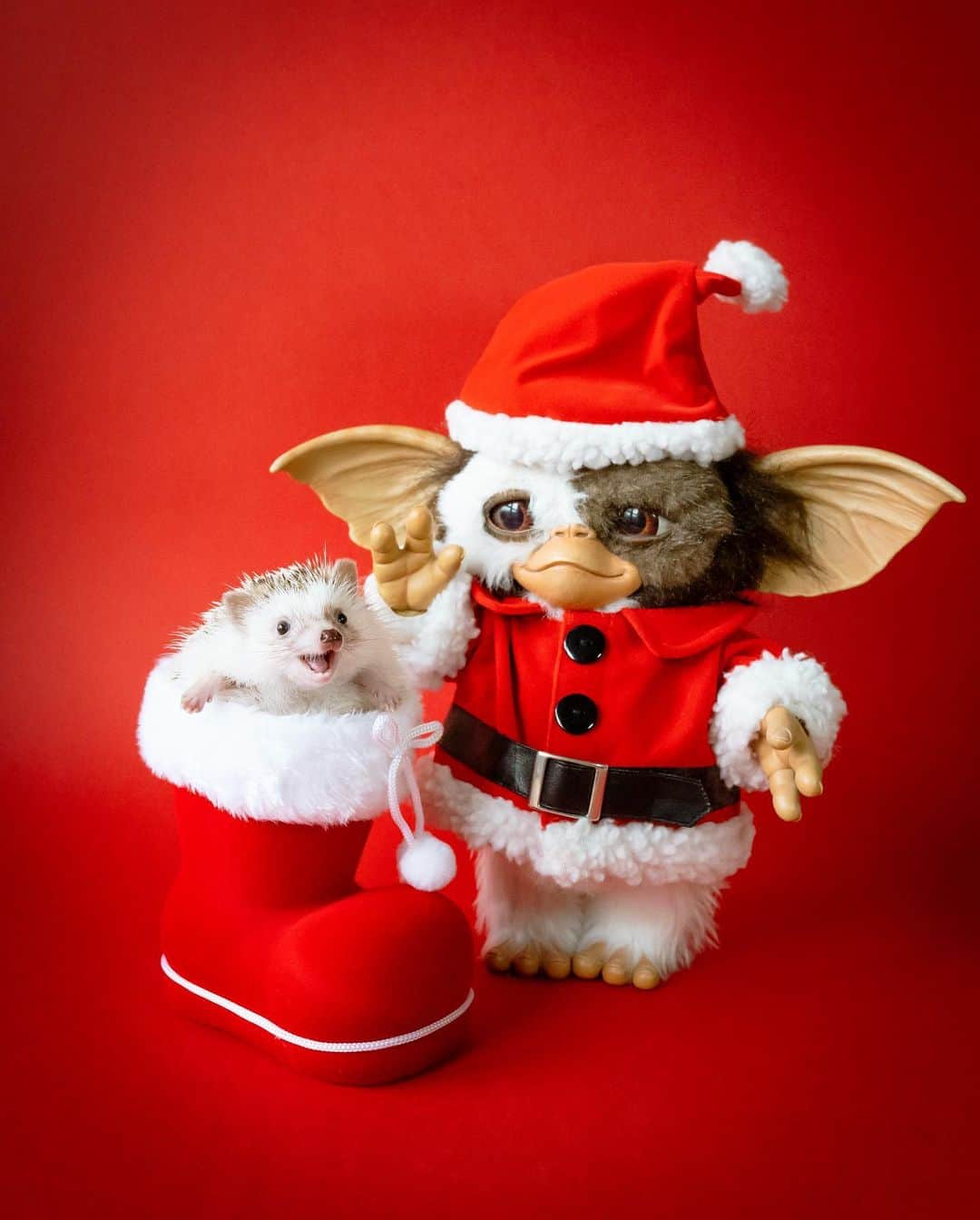 ダーシーのインスタグラム：「Best buddy🦔🎅🏻‼️✨  ①Koala ②Chopin 12.9.2019 ③Matthew 2.21.2018 ④Darcy 10.2.2013  今年ももうこんな季節🎄🎁 ギズモとはずーっと前から一緒だったんだな〜😊🧡」
