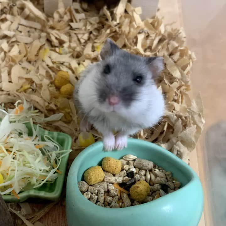 hamster_mocoのインスタグラム