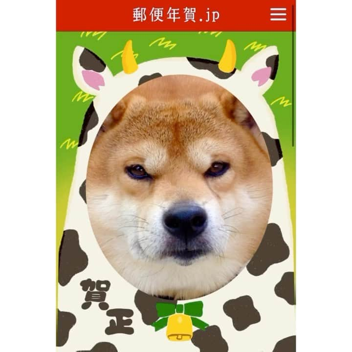 shibainu berryのインスタグラム