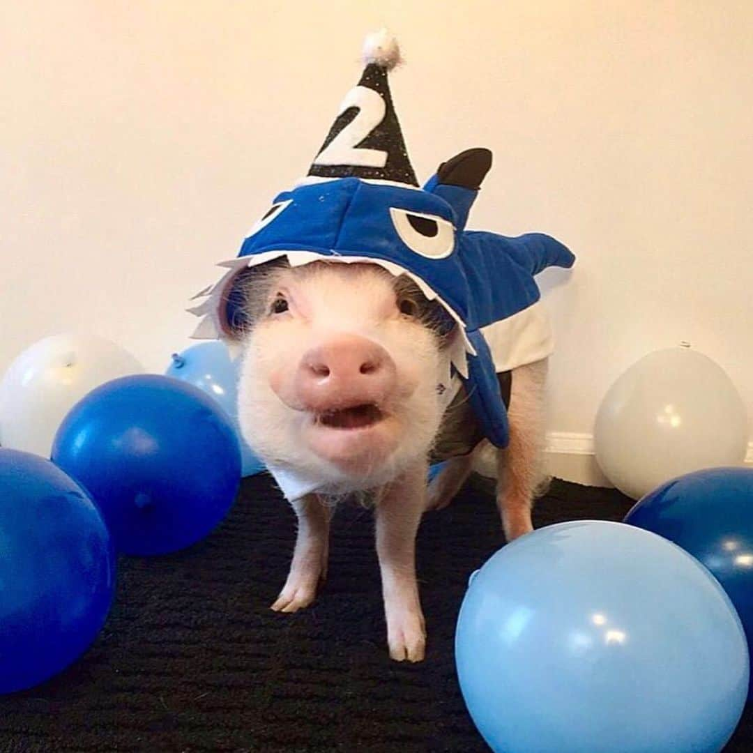 Priscilla and Poppletonさんのインスタグラム写真 - (Priscilla and PoppletonInstagram)「🎉GUESSING TIME! Silly Pop was so excited some of you were asking about guessing his party theme for tomorrow! Oink! The time is now...Guess below what you think Silly Pop’s 7th birthday party theme will be. The pic above was his 1/2 birthday. Scroll through to see all his past themes, so you don’t guess those. Then, check back tomorrow to see if you are right and help us celebrate Silly Pop turning SEVEN!🐷🎂#happybdaypoppleton #popturnsseven #birthdayboy #sillypop #PrissyandPop」12月11日 22時50分 - prissy_pig