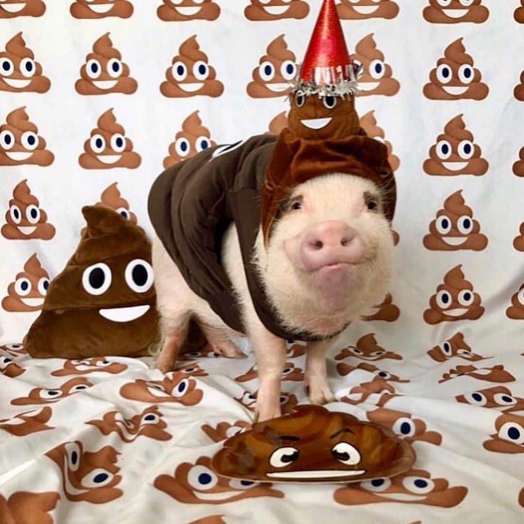 Priscilla and Poppletonさんのインスタグラム写真 - (Priscilla and PoppletonInstagram)「🎉GUESSING TIME! Silly Pop was so excited some of you were asking about guessing his party theme for tomorrow! Oink! The time is now...Guess below what you think Silly Pop’s 7th birthday party theme will be. The pic above was his 1/2 birthday. Scroll through to see all his past themes, so you don’t guess those. Then, check back tomorrow to see if you are right and help us celebrate Silly Pop turning SEVEN!🐷🎂#happybdaypoppleton #popturnsseven #birthdayboy #sillypop #PrissyandPop」12月11日 22時50分 - prissy_pig