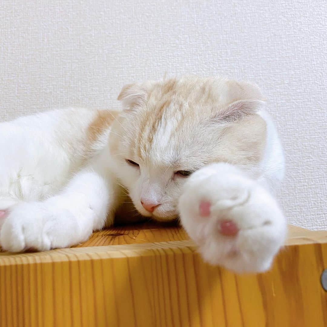 はなぼくろきなこさんのインスタグラム写真 - (はなぼくろきなこInstagram)「きな、また寝癖ついとるやん…！🥺 愛おしい祭り！！( ´ •̥ ̫ •̥ ` )💓ドンドコドンドコ  #はなきな #猫部  #にゃんこ  #スコティッシュフォールド #猫  #猫のいる暮らし #😻　#みんねこ　#ねこすたぐらむ　#猫多頭飼い　#猫のいる生活 #猫好きさんと繋がりたい」12月11日 23時02分 - hanabokurokinako