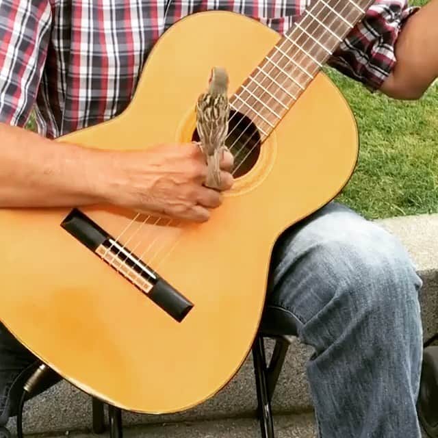 カロライナディークマンのインスタグラム：「a música é uma coisa emocionante mesmo,  né passarinho?  ele disse q sim. 🪶」