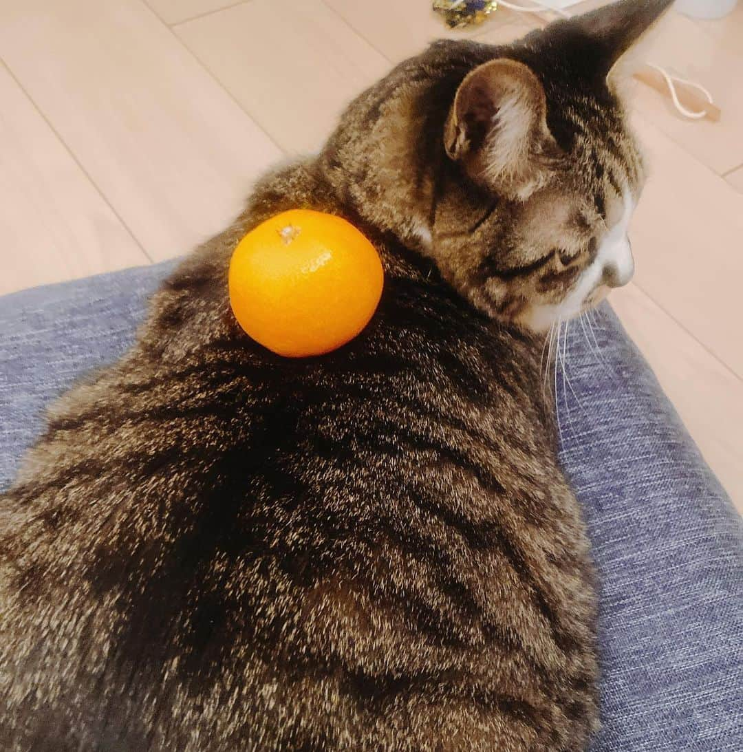 JULIAさんのインスタグラム写真 - (JULIAInstagram)「♡ 🍊😋😋😋」12月11日 23時14分 - julia_cmore_official