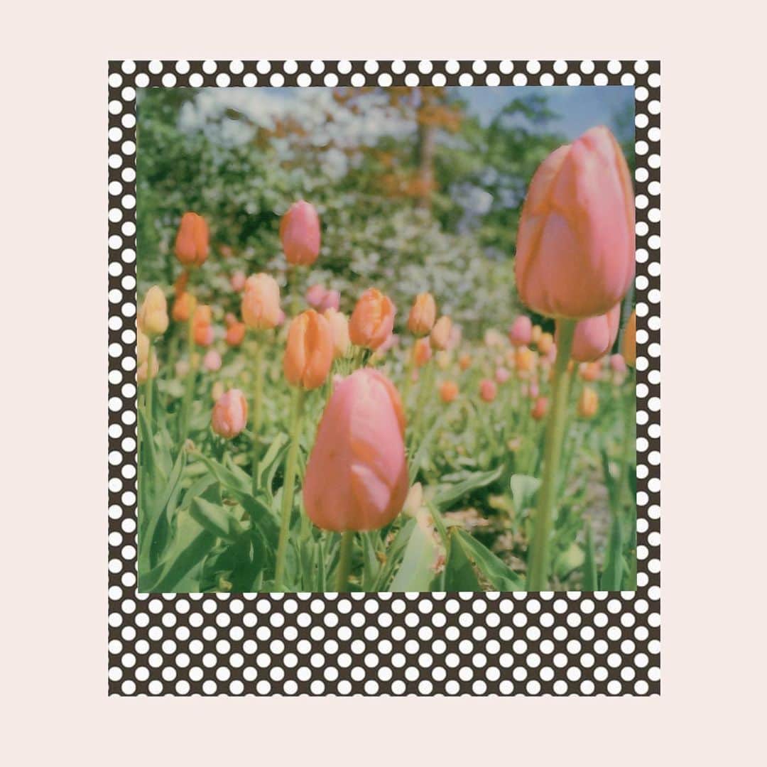 オードリー・キッチングのインスタグラム：「Tulips sing the song of spring ★ @brunoroids」