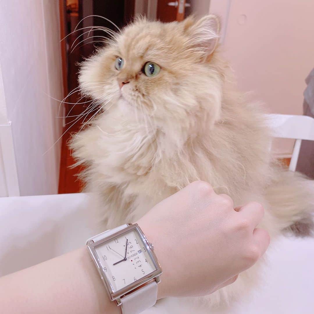 のインスタグラム：「2020.12.11 セラ☆Thera ＊ セラだよー♩ セラのねー♩ 時計なんだよー♩ スタイリッシュでしょー♩ めちゃくちゃいい感じー♩ ＊ @nomonday_jp 様より とっても素敵な時計を頂きました✨ 盤面がとてもおしゃれです😊 お気に入りが出来て嬉しいです。 ☆  #nomonday#ノーマンデー#腕時計#時計#手元倶楽部 ＊ クーポンコード 『kttltki56』 使用で10パーセントオフになります。」