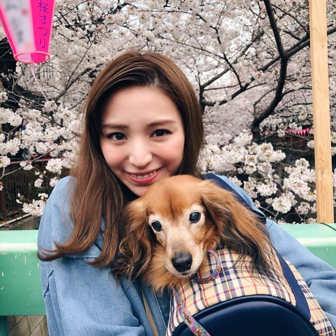 杉ありささんのインスタグラム写真 - (杉ありさInstagram)「大好きな大好きな大好きなプルー🐶💛💛  私が中学2年生の時から実家で一緒に過ごしてきた愛犬プルーが、先日虹の橋を渡っていきました。  ミニチュアダックスフント。 鼻が短めでいつまでもベビーフェイスでした💓 10月8日に18歳のお誕生日を迎え、長寿で、最後まで家族に沢山の愛を届けてくれて旅立ちました。🌈  ファンの方の中にはプルーを知って下さっていた方もいらっしゃったので、悲しいご報告ではありますが載せなければと思っていたのですが、なかなか気持ちの整理が出来ず、文章を書くと、写真を見ると、どうしても恋しくなってしまい、なかなか投稿が出来ずにいました。 久しぶりの投稿が悲しいご報告になってしまいすみません。  なんだかまだ信じられない気持ちもあります。 実家に行ったらまだ逢える気もしてしまっています。 元々私が結婚してからも実家には週一以上は行っていたので沢山逢えてはいたので良かったです。 最期も家族みんなでお別れができました。  楽しい人生だったかな？ 杉家の子として素敵な時間を過ごせたかな？ 沢山の愛届いていたかな？  息子もプルーのことが大好きで、いい子いい子撫で撫でするのが好きでした。 プルーもいつも寝ているのに息子が来ると必ず近寄って、泣いていると慰めてくれているのかなという感じで寄り添って、愛を伝えてくれました。  優しくてマイペースでちょっとビビりでとっても可愛くて私の膝の上がお気に入りの場所で家族が大好きだったプルー。  かけがえのない時間をありがとう。 沢山の愛をありがとう。 これからもずーっと愛しているからね。 ゆっくり休んで、これからも見守っていてね。  たまにInstagramにも登場していたプルーを見守って下さった皆様ありがとうございました🍀✨ 次からはまたいつものHappyな投稿に戻ります😌 長くなってしまいましたが読んで下さりありがとうございました。」12月11日 23時50分 - itsmeariiisa