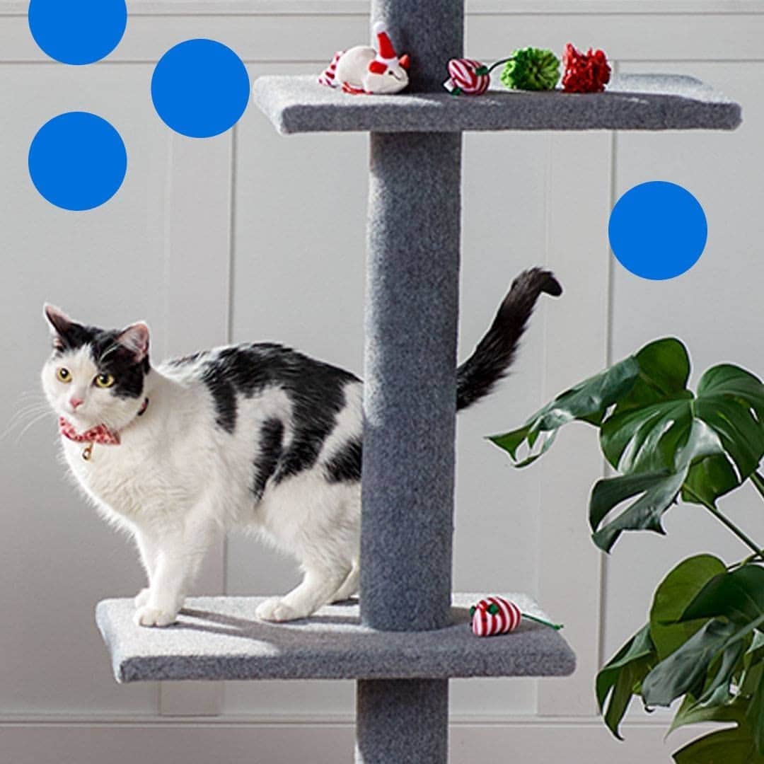 Wal-Mart Stores, Incのインスタグラム：「Just a 🐱 perched in front of a human asking it to love them in the form of treats & gifts found in our #WalmartPets gift guide. 🎁🐶🎁😻」