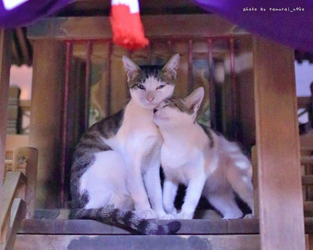 路地裏のにゃん吉さんのインスタグラム写真 - (路地裏のにゃん吉Instagram)「日々猫の保護活動されています@samurai_neko さんからのRepostです。 猫を動物を愛する皆さんご協力お願い致します。 #僕らの居場所は言わにゃいで #tnr活動 #拡散希望#猫好きさんと繋がりたい #地域猫活動応援しています #ご支援のお願い #猫#ねこ#ネコ#にゃんこ#さくらねこ#neko」12月11日 23時59分 - nyankichi5656