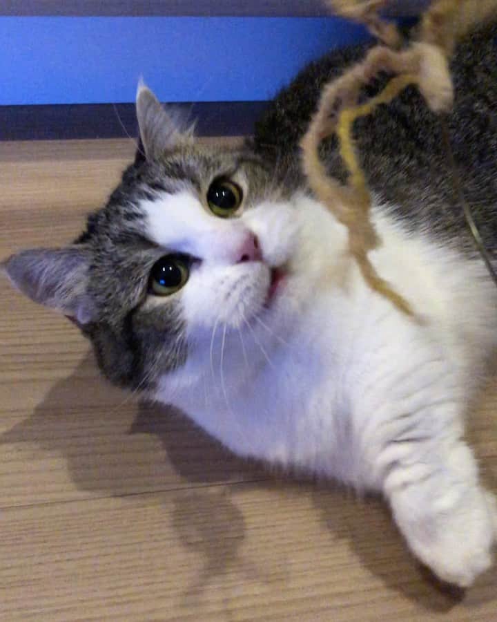 くれ?ぱと?もあ?あねのインスタグラム：「お気に入りの猫じゃらし💕 ❤︎ #猫じゃらし #ススキ草 #猫好きさんと繋がりたい #猫 #cat #猫咪  #catstagram #catsofinstagram  #catstagram_japan #냥스타그램」