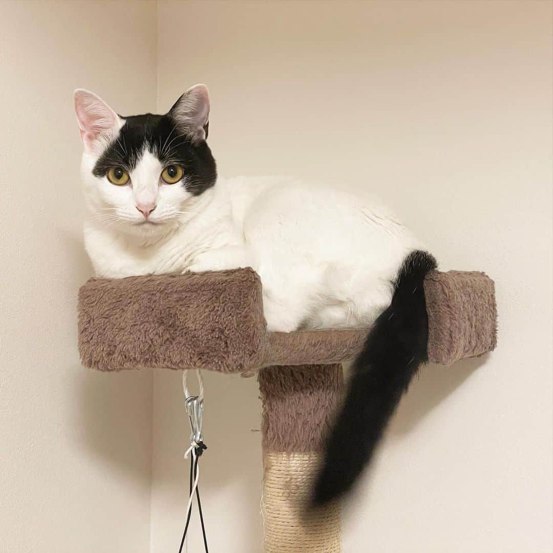 KAZUYAのインスタグラム：「今日のにゃんこ86。 毎日凛々しくて癒されます。 #猫 #猫のいる暮らし #cat」