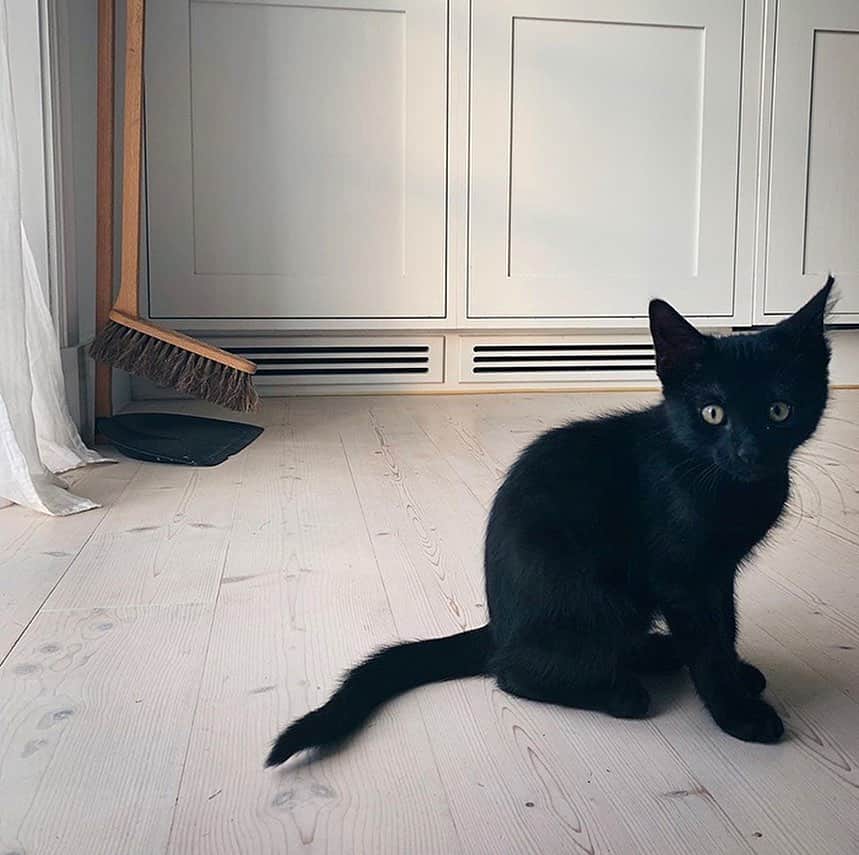 Frida Ramstedtさんのインスタグラム写真 - (Frida RamstedtInstagram)「In love with the home of @maaaatildas 👌🏻 Not to mention, her cute cat 🐈‍⬛ #scandinavianliving」12月12日 0時13分 - trendenser