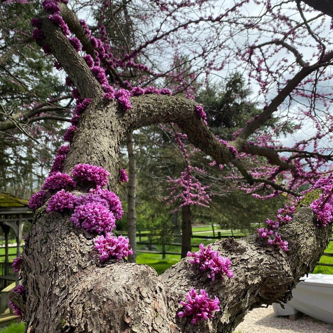 ベラ・ハディッドさんのインスタグラム写真 - (ベラ・ハディッドInstagram)「April 27,2020. I found this magical tree on our farm , with magenta flowers blooming from within the bark... I had never seen anything like it or even close. So of course I....   texted a photo straight to @nick_knight . I got on a call with  @thevalgarland and @sammcknight1 so I could perfect the hair and makeup they would begin to envision. @kphelan123 shipped me this incredible @maisonvalentino gown , and I climbed and climbed for Nick as high as I possibly could.   Moments like this are why I love to create. Especially when I get to work with legendary artists like this. (Even if it has to be over ZOOM) Everything becomes worth it   BRITISH VOGUE2020 Thank you @edward_enninful」12月12日 0時50分 - bellahadid