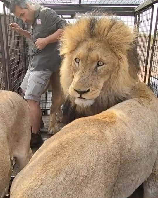 Kevin Richardson LionWhisperer のインスタグラム