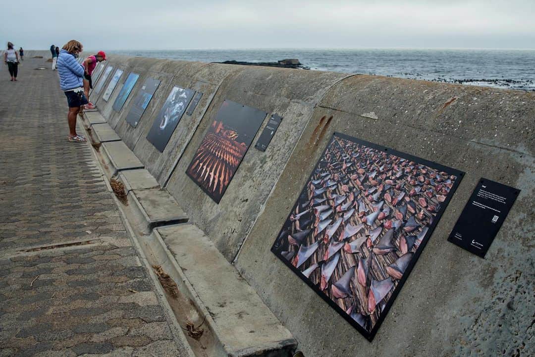 Thomas Peschakさんのインスタグラム写真 - (Thomas PeschakInstagram)「My outdoor photo exhibit WILD SEAS  was just installed at the edge of the Atlantic Ocean in Cape Town, South Africa. It features some of my favorite images made during more than a decade of assignments for @natgeo. The exhibit is sponsored by @saveourseasfoundation as part of the @wavescapesa film festival. If you are in Cape Town head over to the Sea Point promenade to check it out. Pics of the exhibit courtesy of @byron_dilkes and @muizenbird  #capetown #capetownsouthafrica #westerncape」12月12日 0時55分 - thomaspeschak