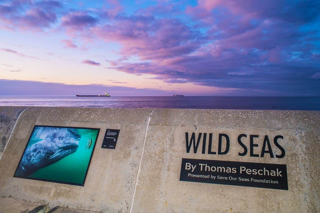 Thomas Peschakのインスタグラム：「My outdoor photo exhibit WILD SEAS  was just installed at the edge of the Atlantic Ocean in Cape Town, South Africa. It features some of my favorite images made during more than a decade of assignments for @natgeo. The exhibit is sponsored by @saveourseasfoundation as part of the @wavescapesa film festival. If you are in Cape Town head over to the Sea Point promenade to check it out. Pics of the exhibit courtesy of @byron_dilkes and @muizenbird  #capetown #capetownsouthafrica #westerncape」