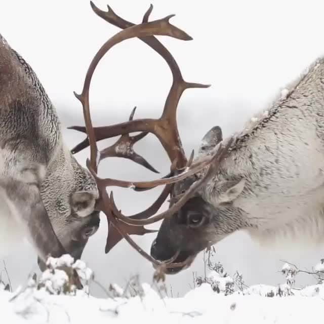Explore Canadaのインスタグラム：「How much do you know about Caribou, the animal on our 25 cent coin? Caribous are nomadic animals. They move in massive herds covering thousands of kilometers in search of food - an amazing migration to witness in our northern territories. That being said, not all caribou are expeditioners! The two beautiful animals seen here are woodland caribou, a forest-dwelling sub-specie that doesn’t migrate much, they preferring to stay in the forest, either alone or in small groups to munch on trees, lichens, grasses, forbs, and shrub leaves. If you read between the lines, that means caribou are vegan, a fun fact we bet you hadn’t thought about.⁠ ⁠ ⁠ *Know before you go! Check the most up-to-date travel restrictions and border closures before planning your trip and if you're travelling in Canada, download the COVID Alert app to your mobile device.*⁠ ⁠ 📷: @jsb_wildlife_photography⁠ 📍: @reseausepaq, @tourismequebec⁠ ⁠ #BonjourQuebec #ExploreCanada #CanadaNice⁠」