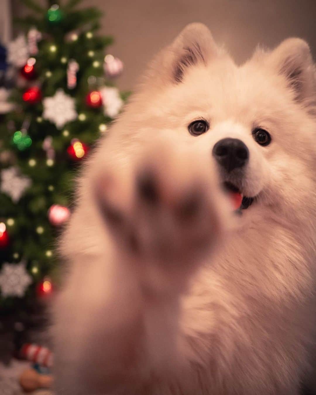 8crapさんのインスタグラム写真 - (8crapInstagram)「Who’s excited for Christmas? 🙋‍♀️🐾 - Want to get featured like her? Join “The Barked Club” on FACEBOOK and post something now! 👉 barked.com - 📷 @babybearyuki - #TheBarkedClub #barked #dog #doggo #Samoyed」12月12日 1時00分 - barked