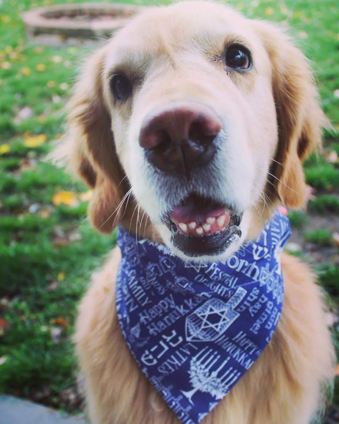 モヒートさんのインスタグラム写真 - (モヒートInstagram)「Happy Hanukkah to my friends that celebrate! I hope you have a wonderful and safe holiday 💙 #goldenretriever #goldensofinstagram #goldenretrieversofinstagram #crookedteeth #happyhanukkah #hanukkah  #dogsofinsta #dogsofinstagram」12月12日 1時09分 - mojito_rose_family