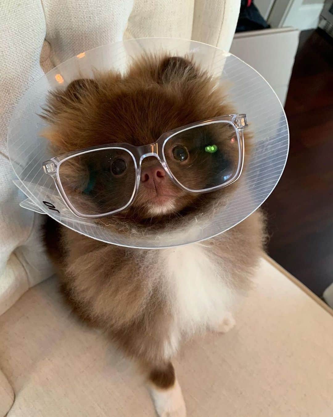 Warby Parkerのインスタグラム：「On this week's Frame Crush Friday, @ozzie.the.pom is turning heads with Chamberlain in Crystal 🤓🐶 Check out our story to see more of our favorite tags!」