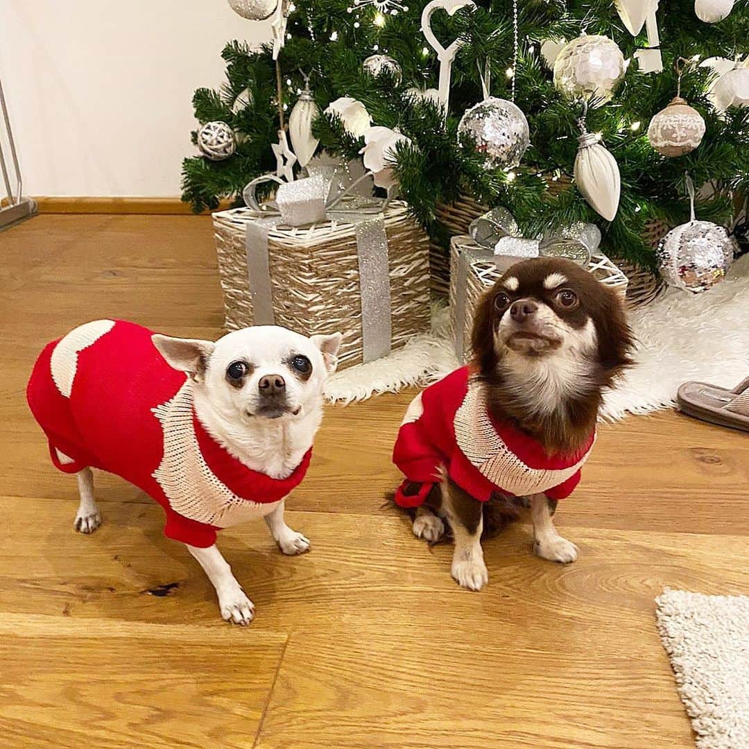 ミケーレ・カンポレーゼのインスタグラム：「Grazia e Graziella ! #lovedogs#chihuahua#Natale2020 #MartinaePetunia#insaccate#dogs #adorable#marrychristmas#love」