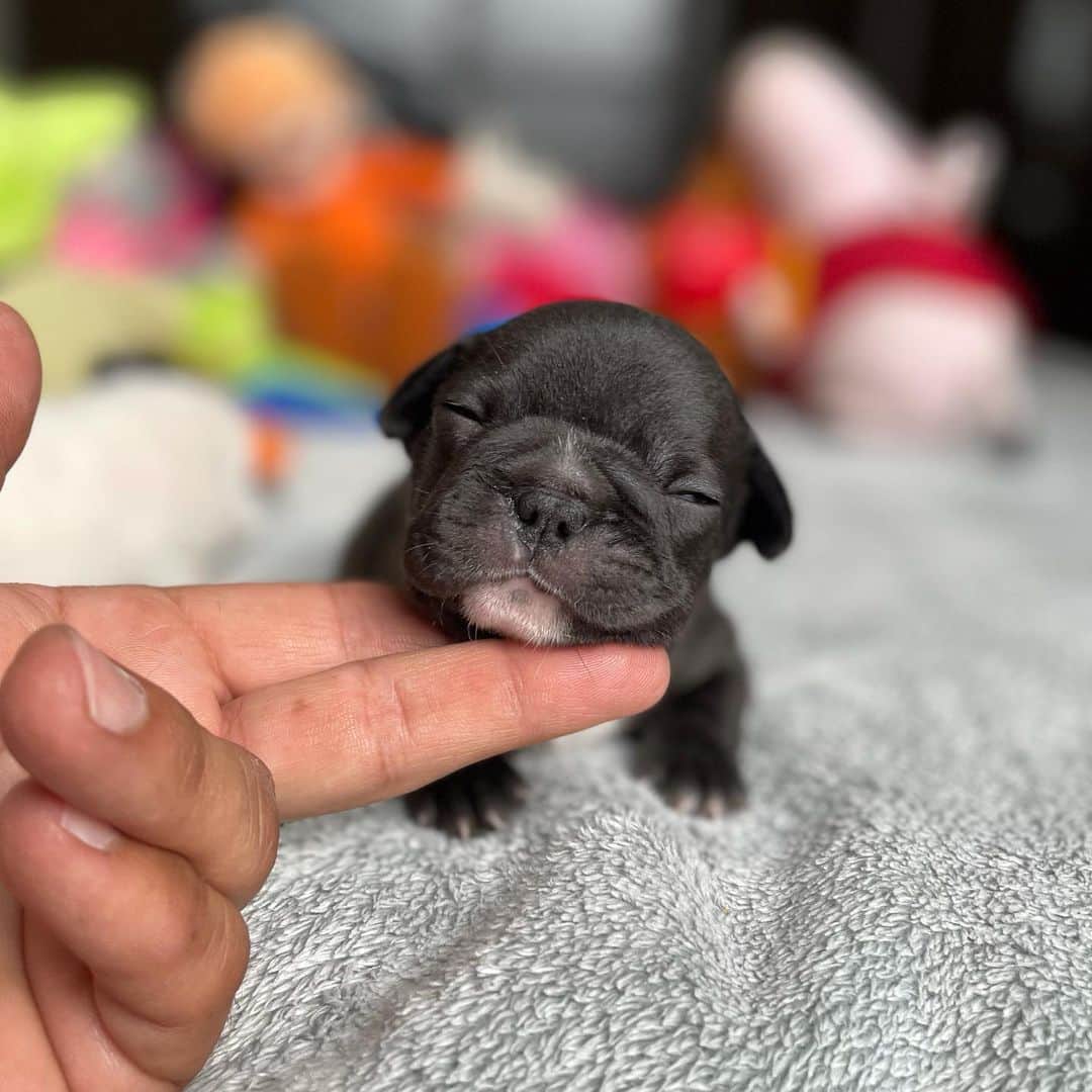 Regeneratti&Oliveira Kennelのインスタグラム：「So small and cute ❤️ #frenchbulldog #jmarcoz #frenchies1 #friday」