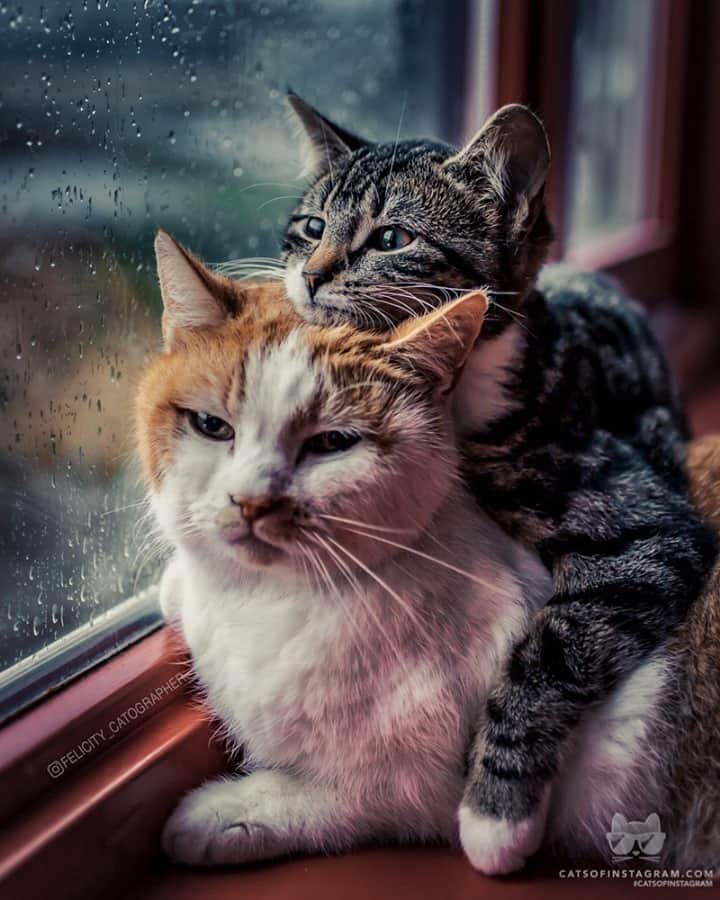 Cats of Instagramさんのインスタグラム写真 - (Cats of InstagramInstagram)「From @felicity_catographer: “Moody during moody days🌧❤️” #twitterweek #catsofinstagram」12月12日 2時05分 - cats_of_instagram