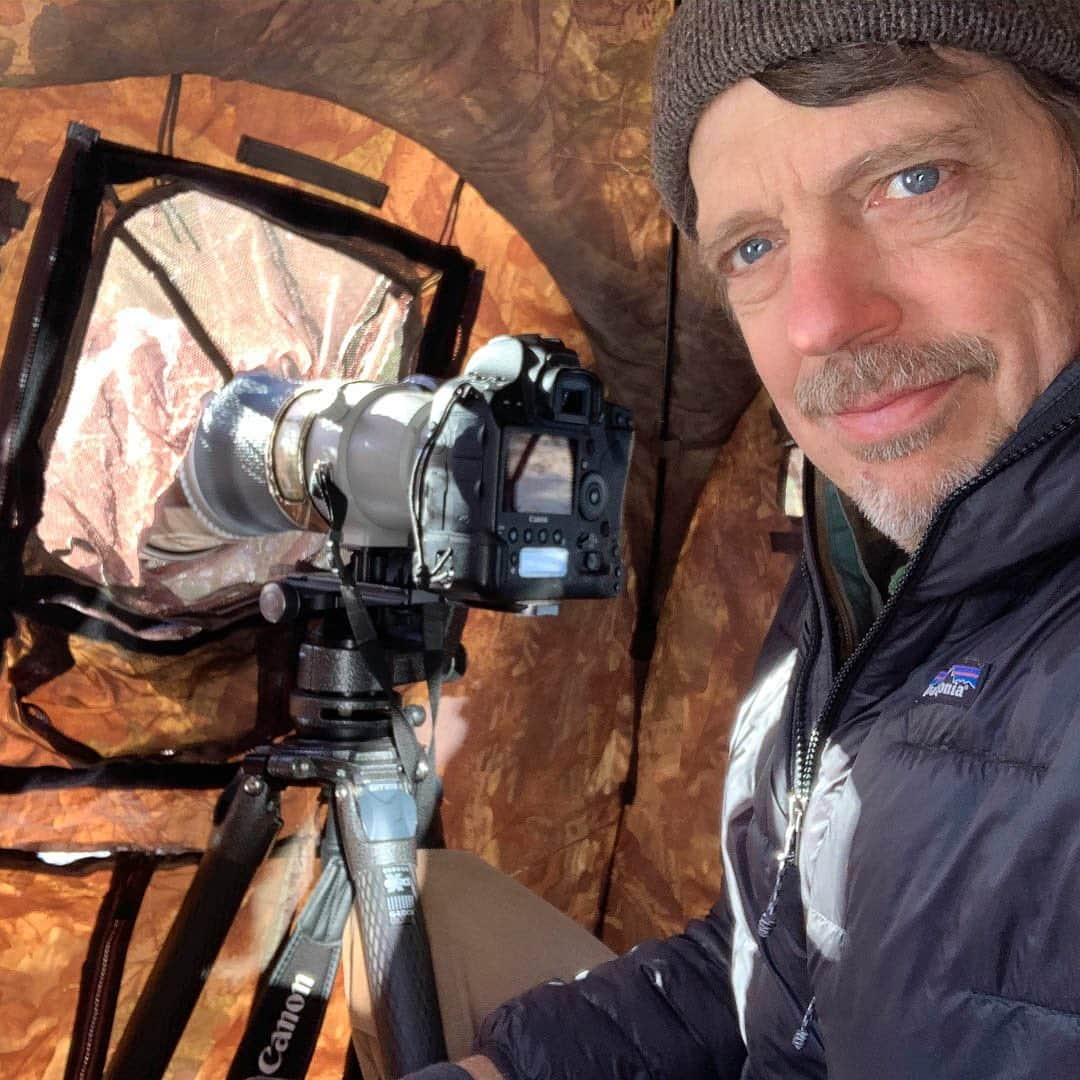 Tim Lamanのインスタグラム：「Photos by @TimLaman.  Greetings from inside my Tragopan blind, a place where I’ve spent many a happy hour in quarantine this year.  This is how I got close enough to my backyard birds to get the shots in this series (White-breasted Nuthatch and Blue Jay). My blind from @tragopanblinds that I use in the wilds of Borneo or Australia when I photograph rare and elusive species works just as well in my backyard.  I’m lucky enough to have woods behind my house, and I like to photograph birds on natural perches where they pause as they come to check out the feeder.  I place my blind near my feeder at the edge of the woods so I can photograph the birds as they approach.  Even though these suburban birds are relatively used to people, being hidden from sight allows me to get much closer and get portraits with a 400mm lens.  In the cropped images, you can see the wonderful feather detail, even on your phone!  I like Tragopan blinds because they are designed by photographers for photographers and have all the features we need, whether in the backyard, or the wilderness.  You can check them out at www.photographyblinds.com or @Tragopanblinds. - #tragopanblinds #photographyblind #fieldcraft #naturephotographer #wildlifephotographer #wildlifephotography #birdphotography #birdphotographer」