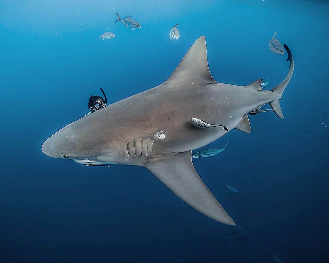 ヴァレンティン・トーマスさんのインスタグラム写真 - (ヴァレンティン・トーマスInstagram)「Peek-a-boo 😂 ⠀ 📷 @j.kowitz #shark #sharkdives #padi #underwaterphotography #freediving #bullshark #ocean」12月12日 2時11分 - valentinethomas