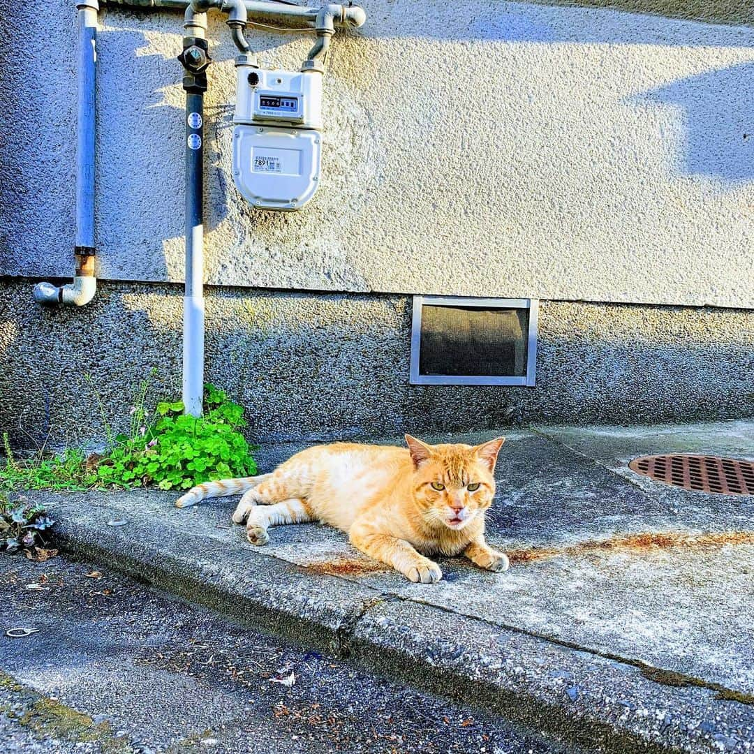 児玉菜々子さんのインスタグラム写真 - (児玉菜々子Instagram)「にゃーん🐈  ワンコも猫も大好き🥺  #野良猫 #可愛い #猫 #cat #保護猫を家族に  #instagram #instagood  #cat」12月12日 2時14分 - nanaco.conana