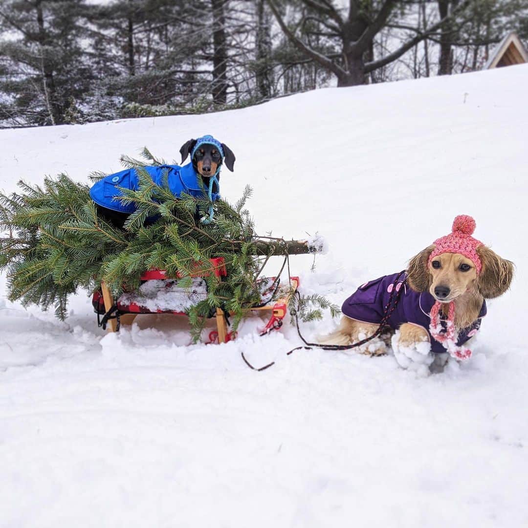 Crusoe the Celebrity Dachshundのインスタグラム：「“Daphne, mush! New episode coming this Sunday! 😊” ~ Crusoe」