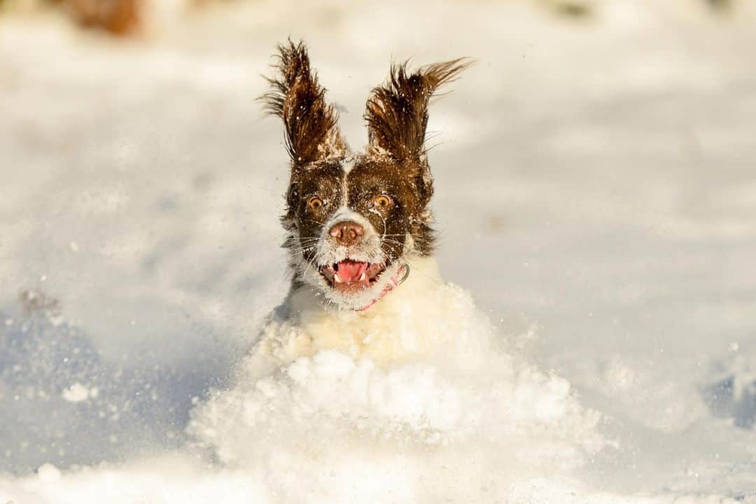 アニマルプラネットさんのインスタグラム写真 - (アニマルプラネットInstagram)「Friday? More like FriYAY!  . . . . #friday #friyay #animalplanet #dog #spaniel #snow #winter #dogs #happydog #pictureoftheday #photooftheday」12月12日 2時41分 - animalplanet