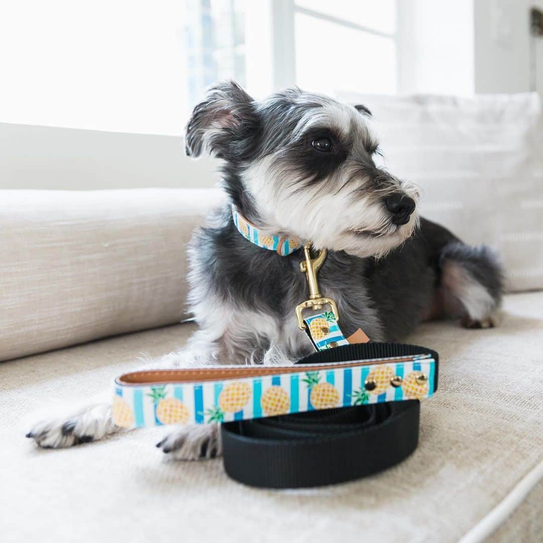 のインスタグラム：「Pineapple Sugar > Watermelon Sugar  🍍 collar and leash by @friendshipcollar」