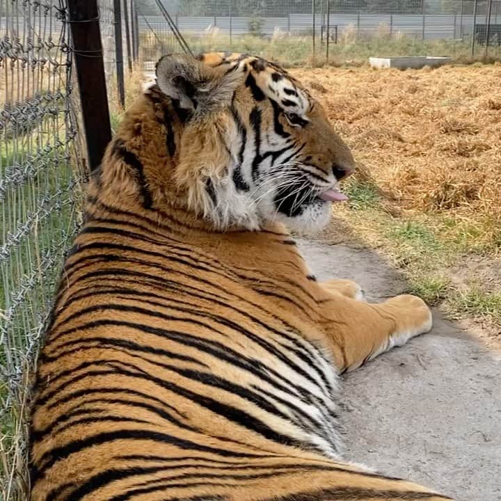 Black Jaguar-White Tiger のインスタグラム