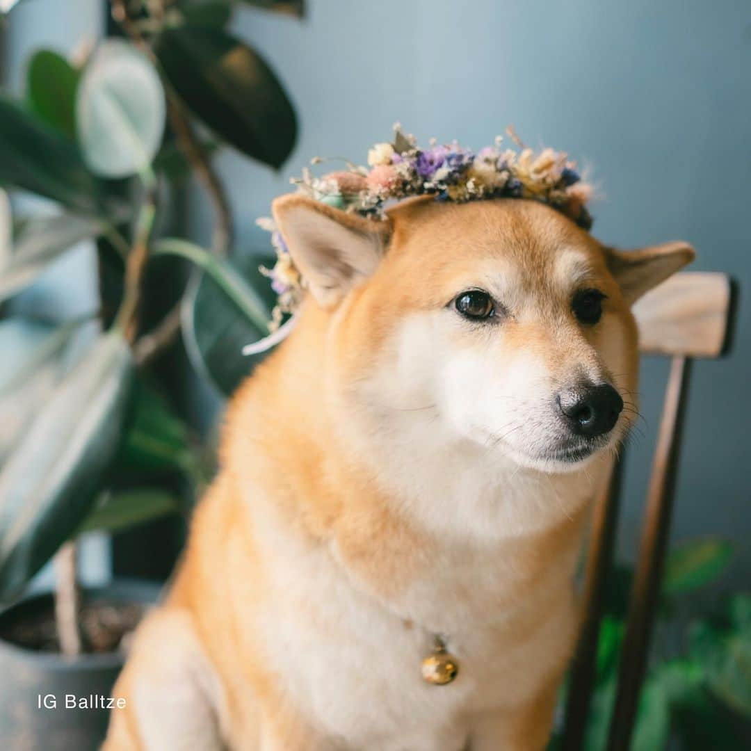 Balltze My name is Ballさんのインスタグラム写真 - (Balltze My name is BallInstagram)「Mom: what’s the secret for being so cute and tender ☺️ Balltze: side eyes  Photo by @helenamfung  Venue @betabularasa  #balltze #fat96 #nomnomnomclub #balltzecheems #cheems #yos」12月12日 3時11分 - balltze