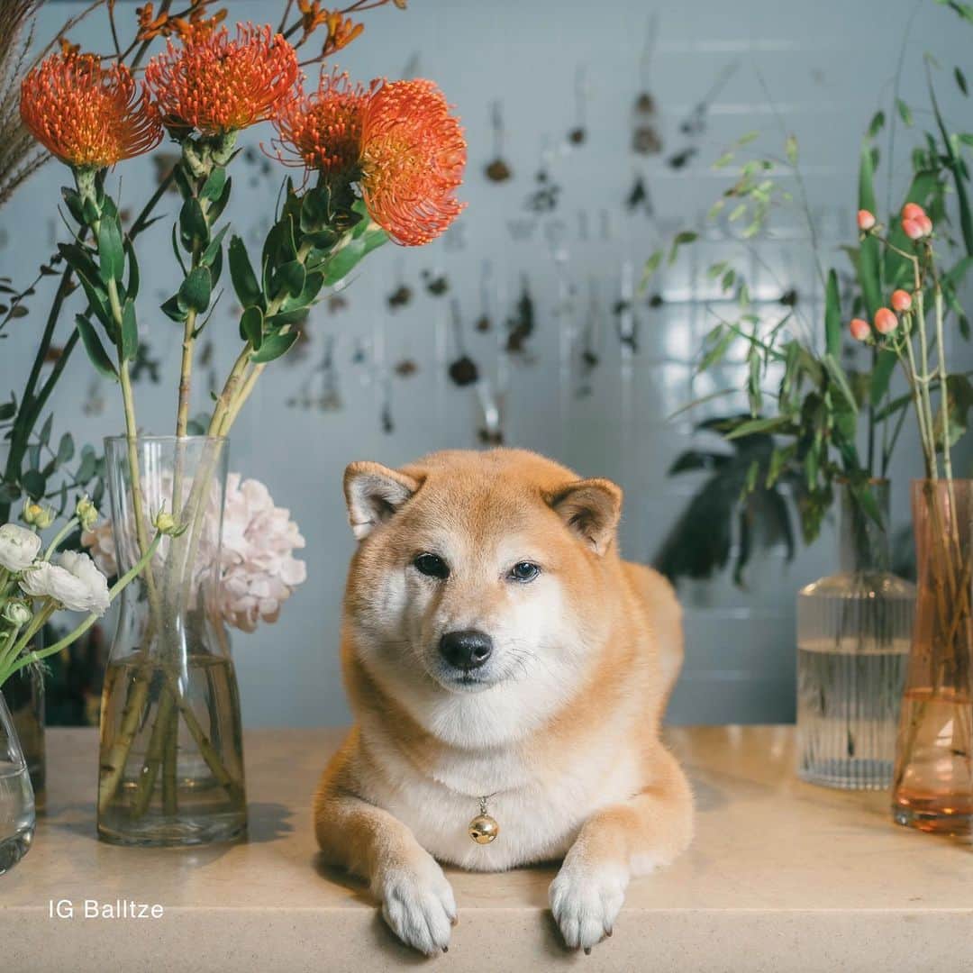 Balltze My name is Ballのインスタグラム：「Mom: what’s the secret for being so cute and tender ☺️ Balltze: side eyes  Photo by @helenamfung  Venue @betabularasa  #balltze #fat96 #nomnomnomclub #balltzecheems #cheems #yos」