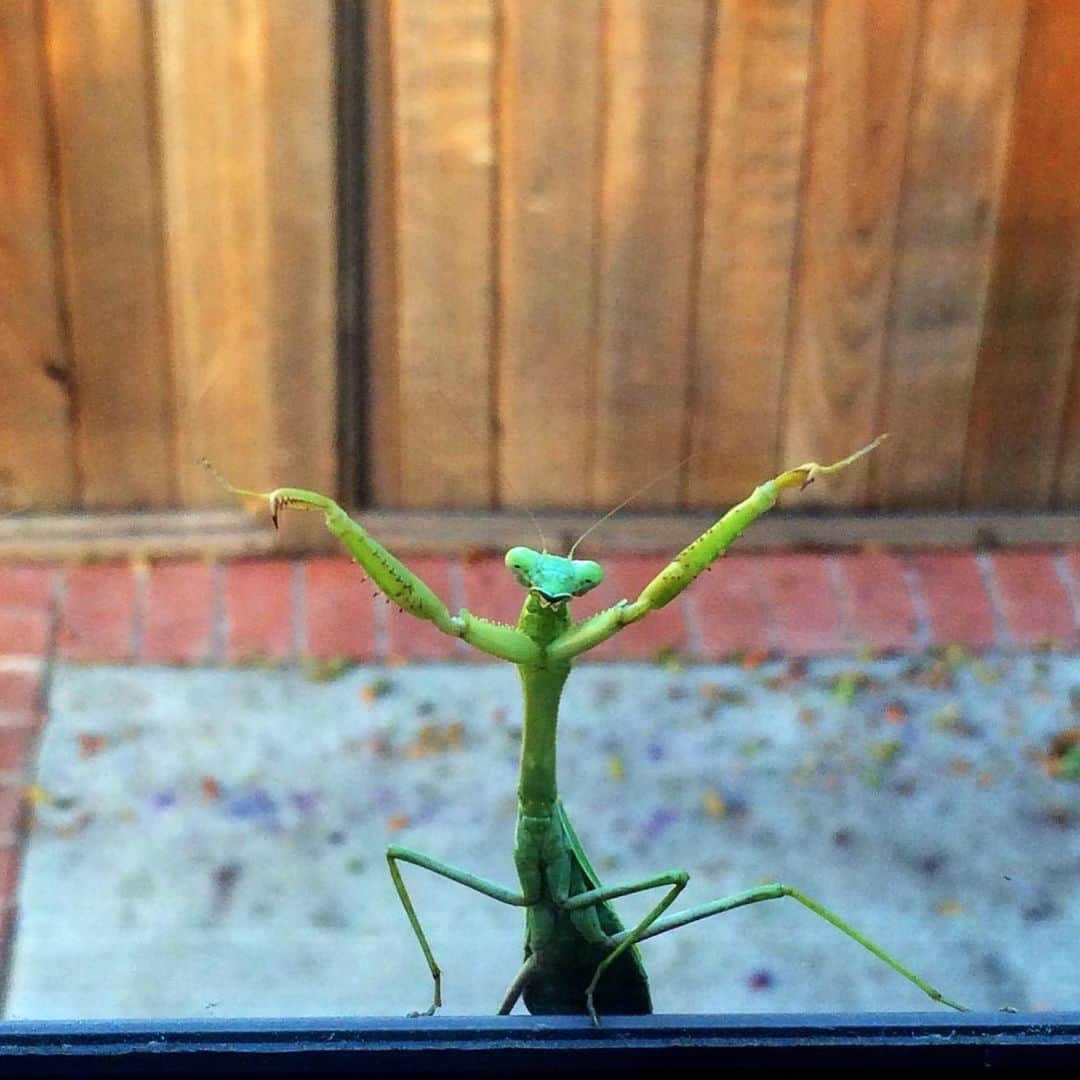 コンスタンス・ジマーのインスタグラム：「Ta Da! Happy Hanukkah 🕎 #tgif Perry the Praying Mantis is available for outdoor parties only! #wearamask #staysafe」