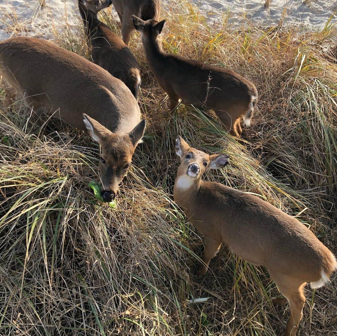 デレク ラムのインスタグラム：「Hem-Lo friends. Nice day for da beach, won’d ya say?  #fireislandpines」